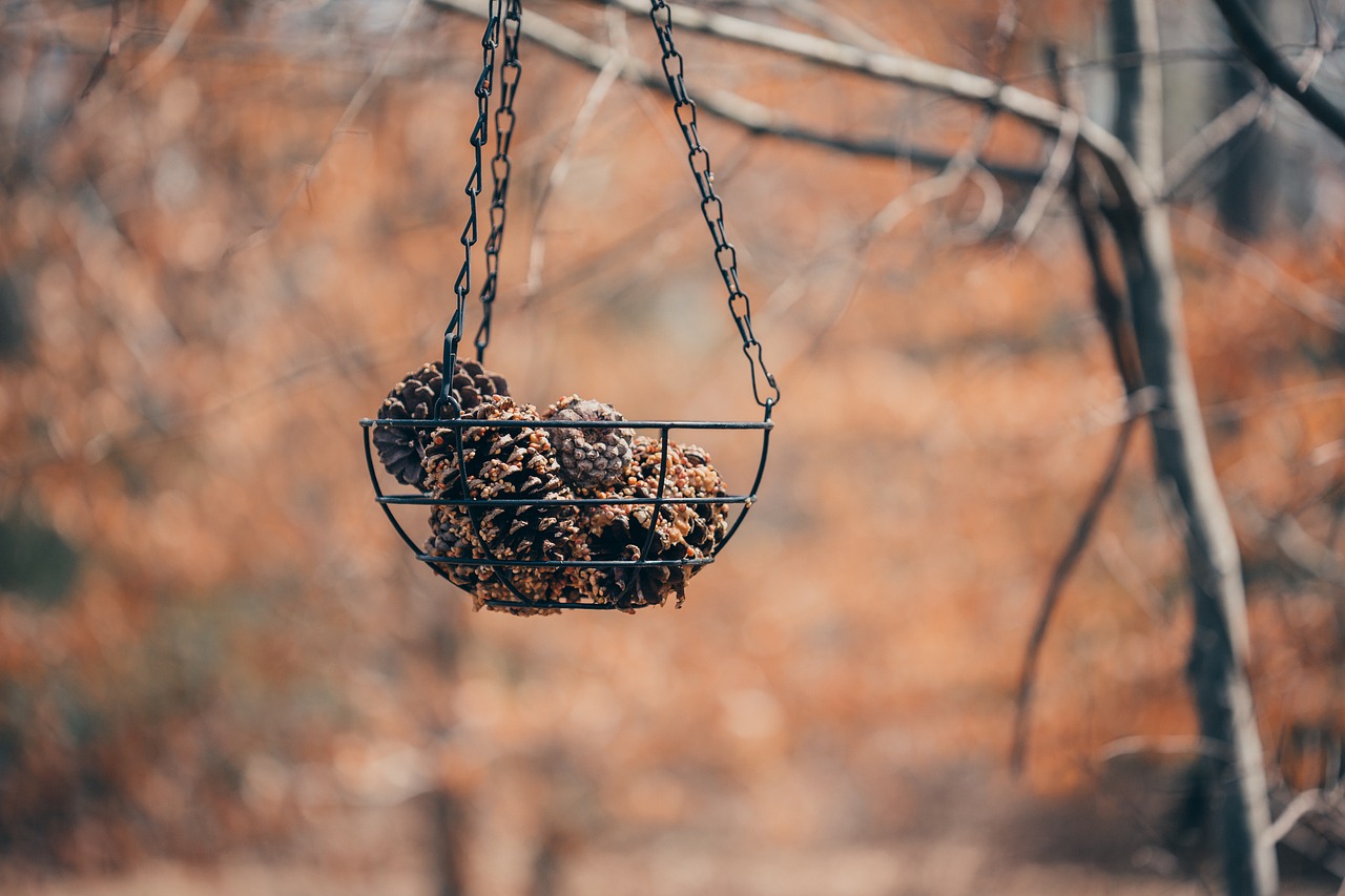 Image - pine cones bird feeder nature