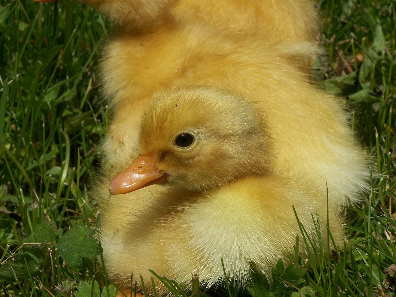 Image - spring duckling cute yellow