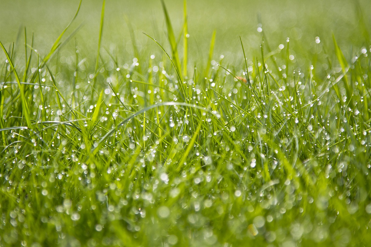 Image - grass dew green nature meadow