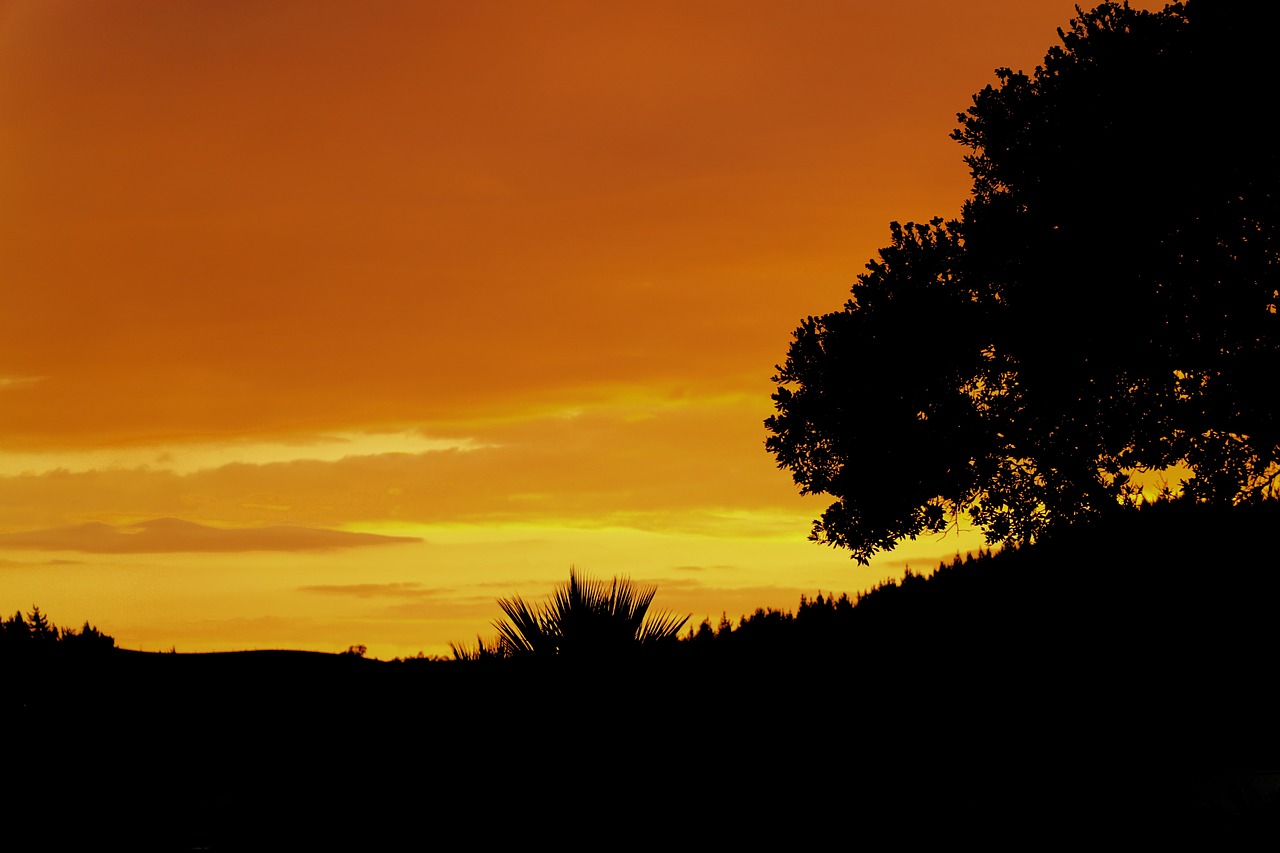Image - sunset night trees silhouette