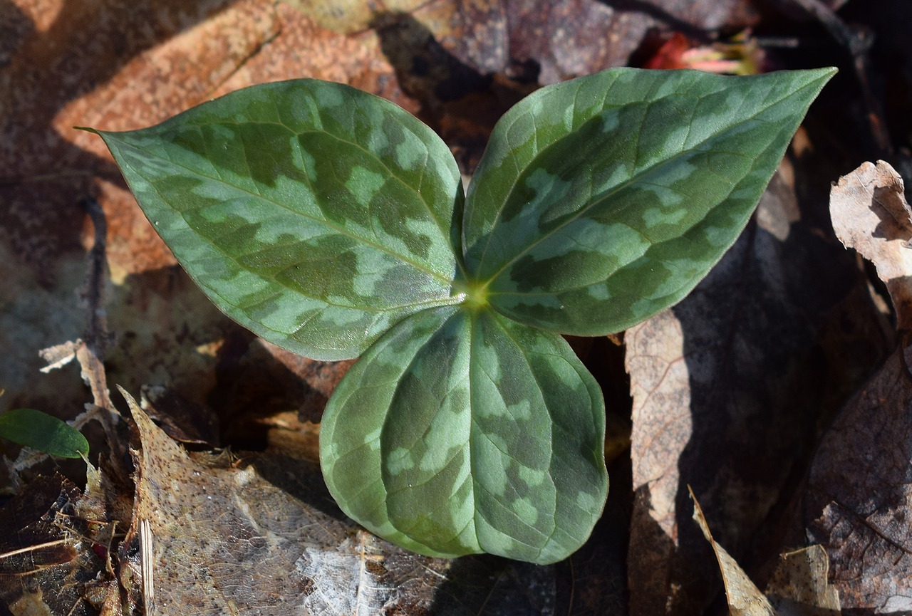 Image - newly emerged trillium leaves