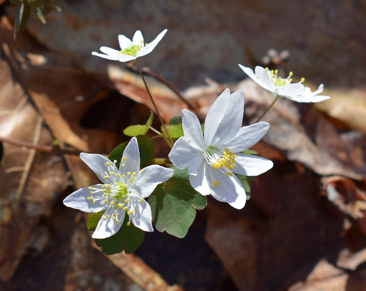 Image - rue anemone wildflower flower