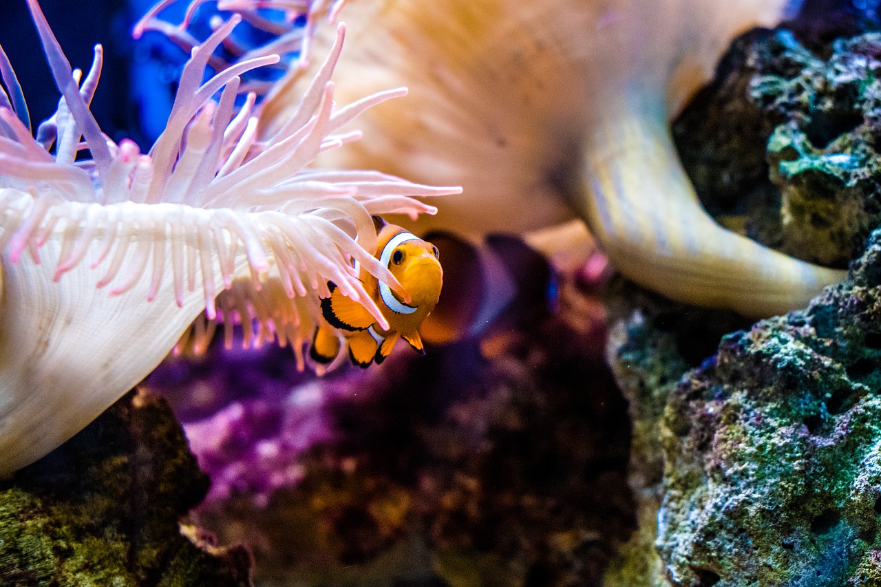 Image - clown fish anemonefish fish nemo