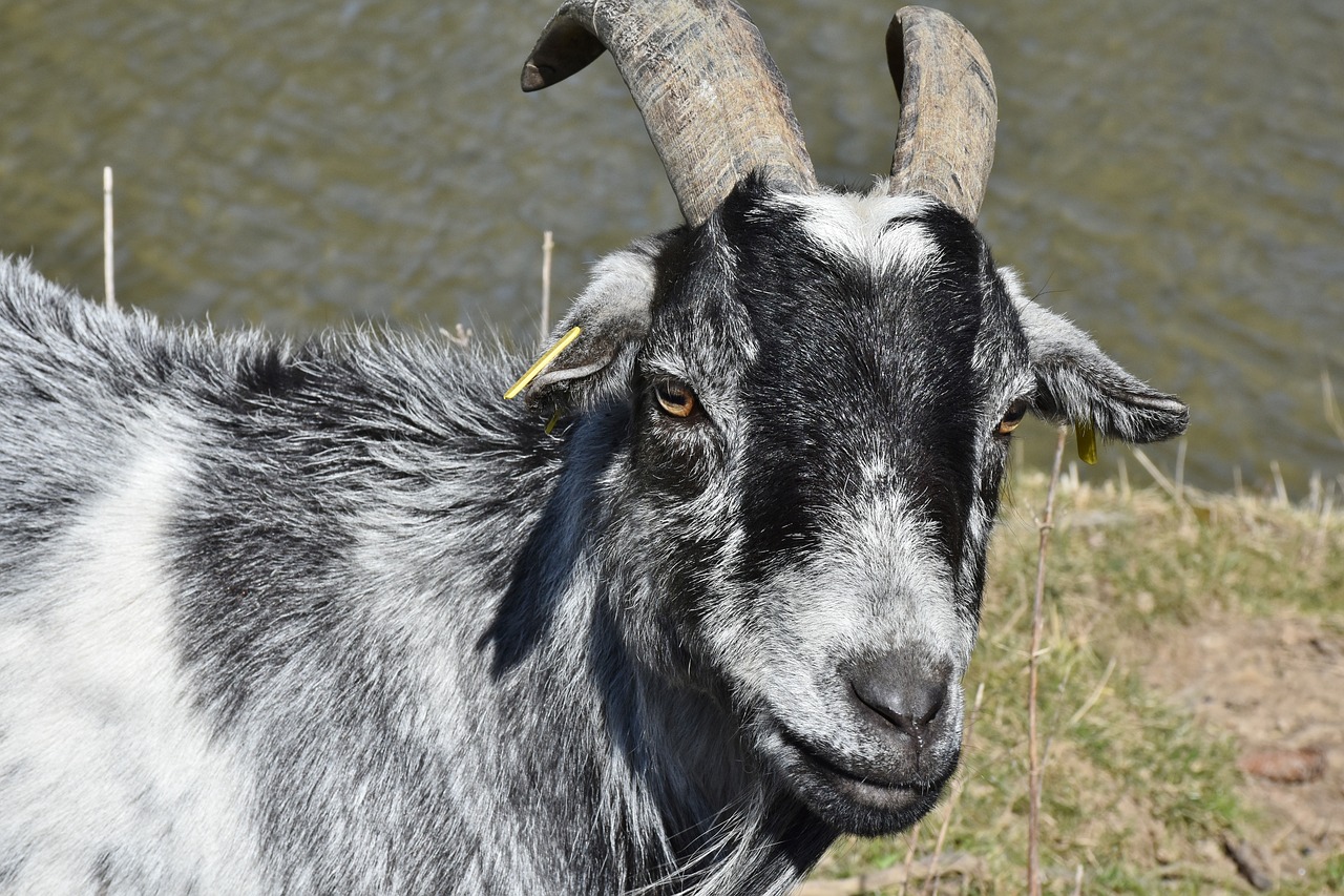 Image - goat bock horns livestock