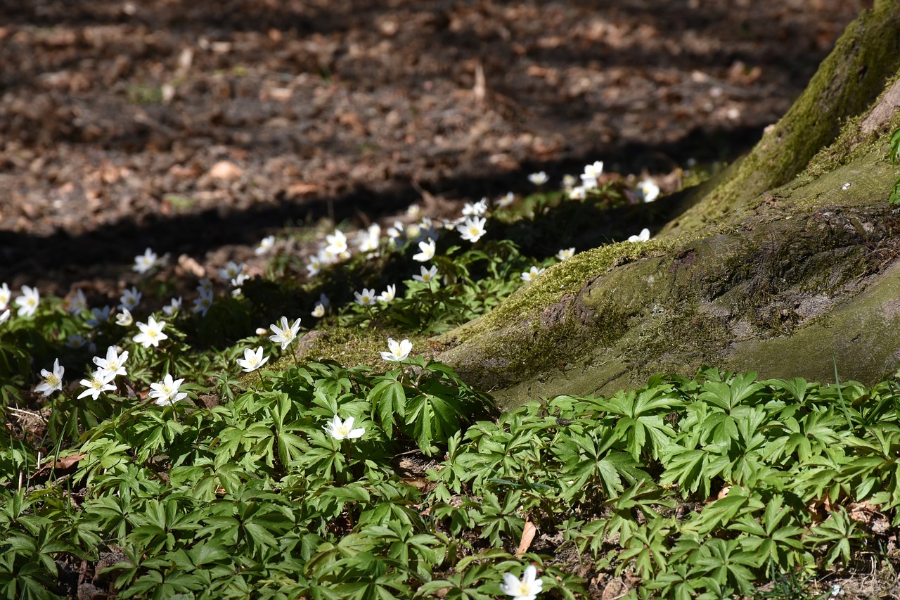 Image - log root spring spring awakening