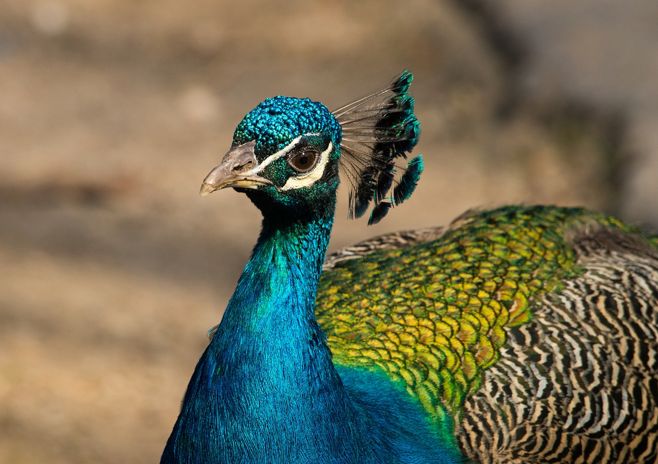 Image - peacock bird zoo animal feather