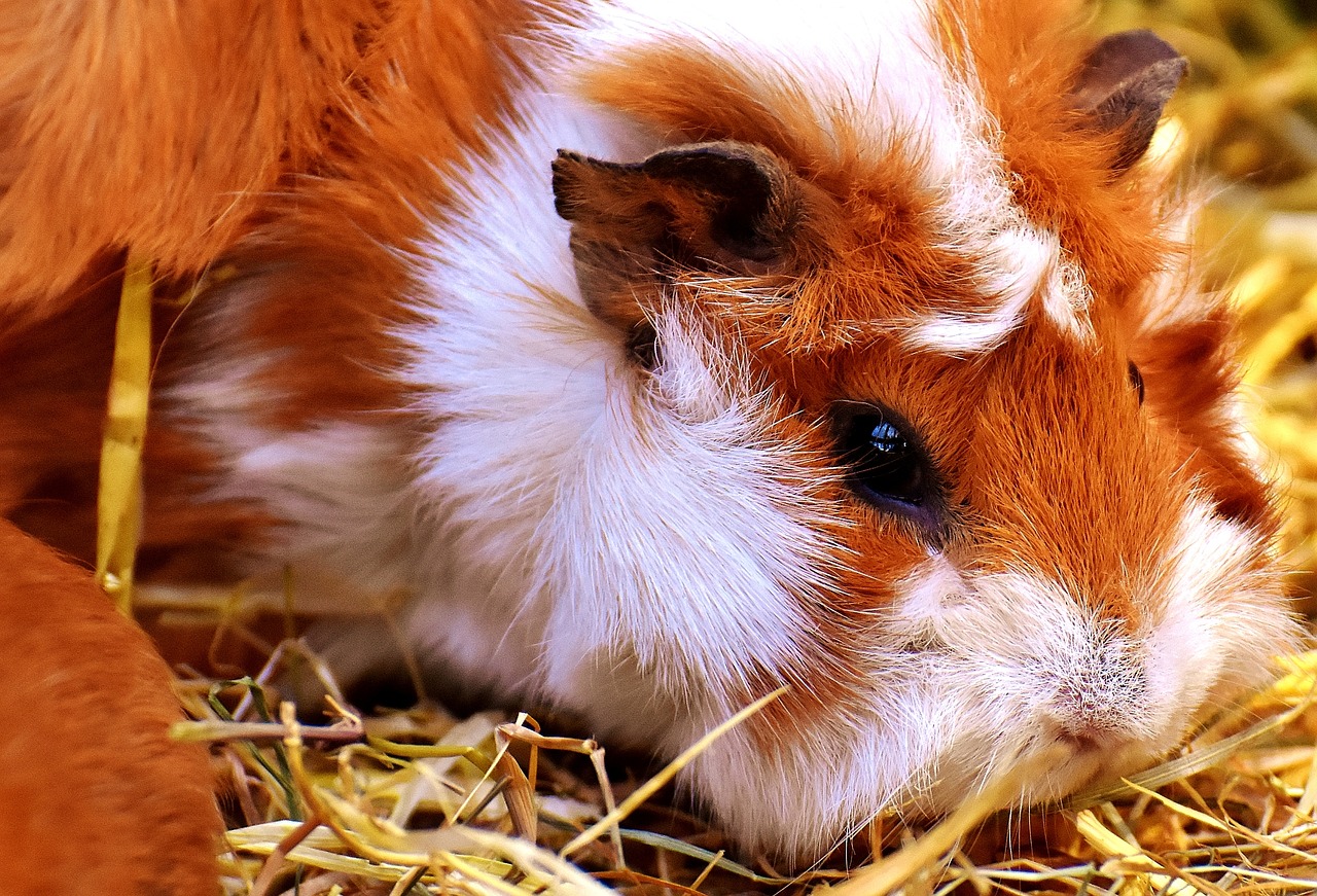 Image - guinea pig nager cute face animal