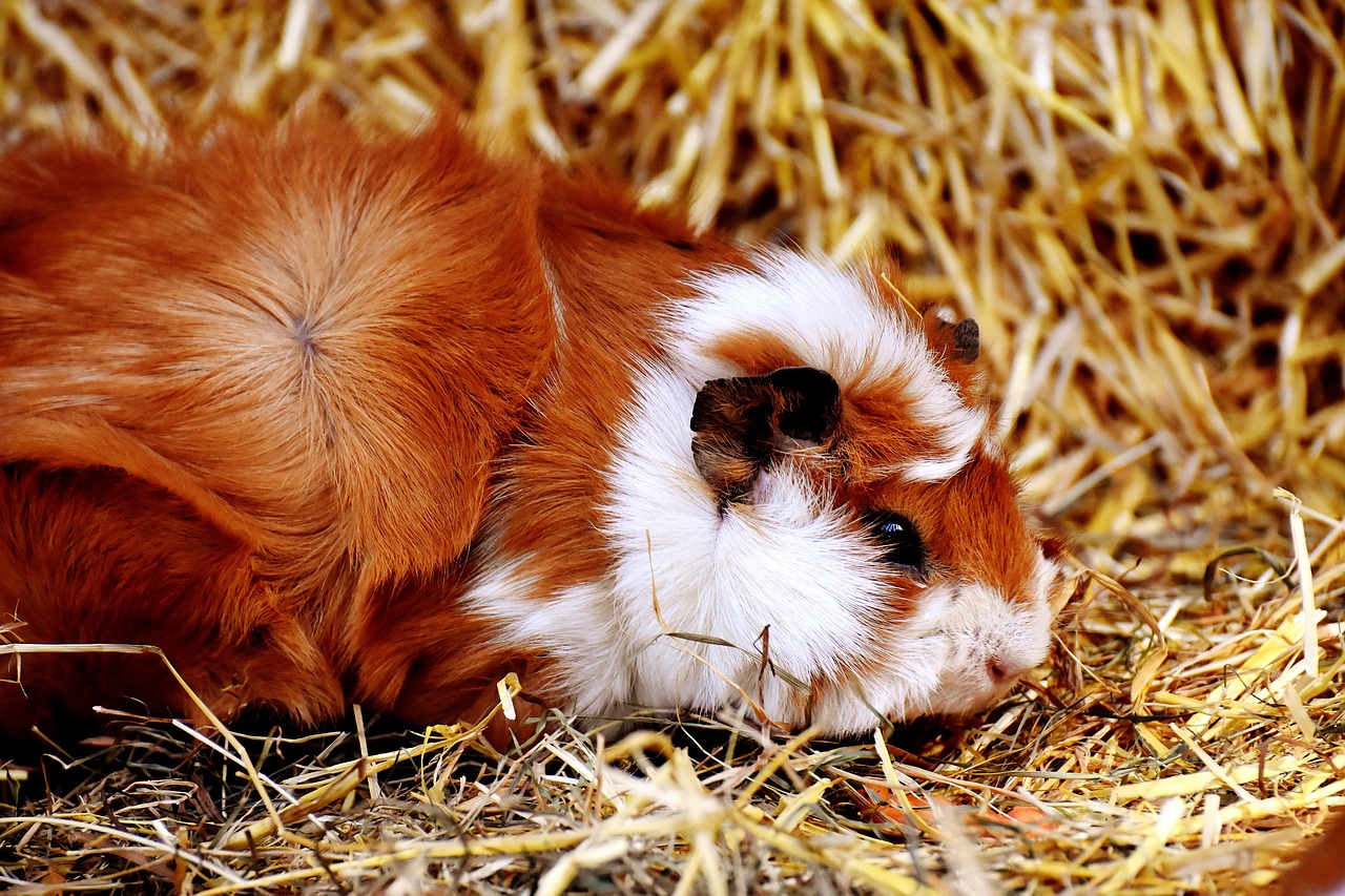 Image - guinea pig nager cute face animal