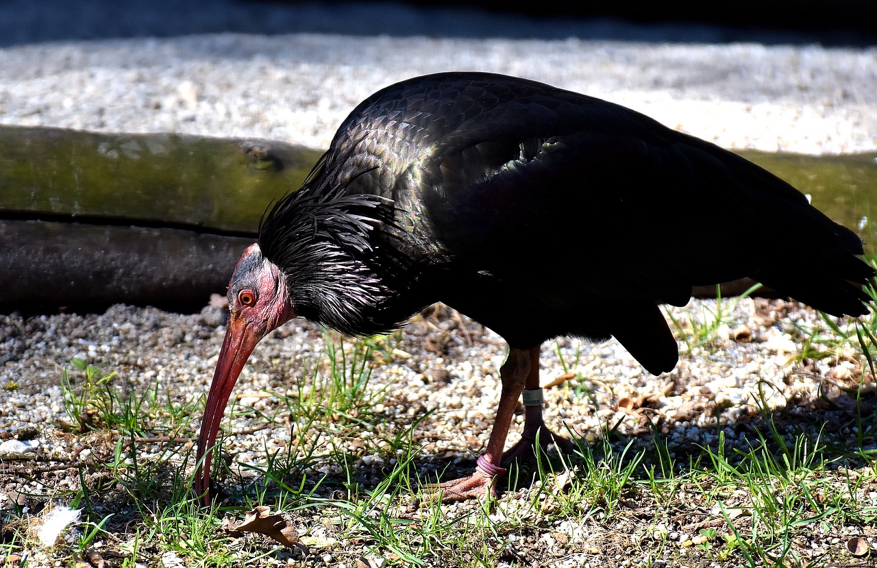 Image - northern bald ibis bird