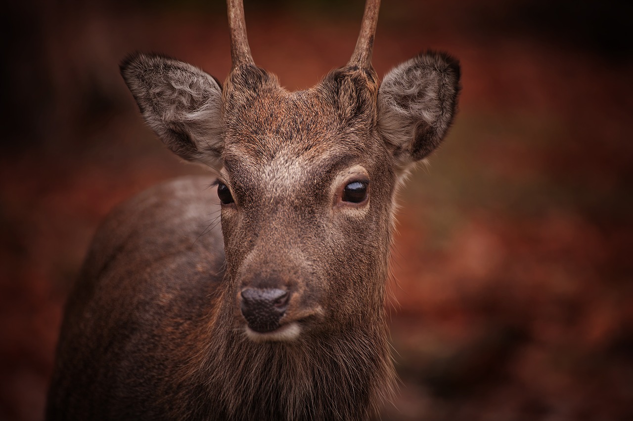 Image - roe deer animal nature fallow deer