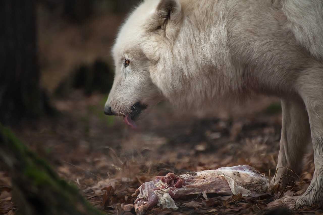 Image - wolf animal nature white fur