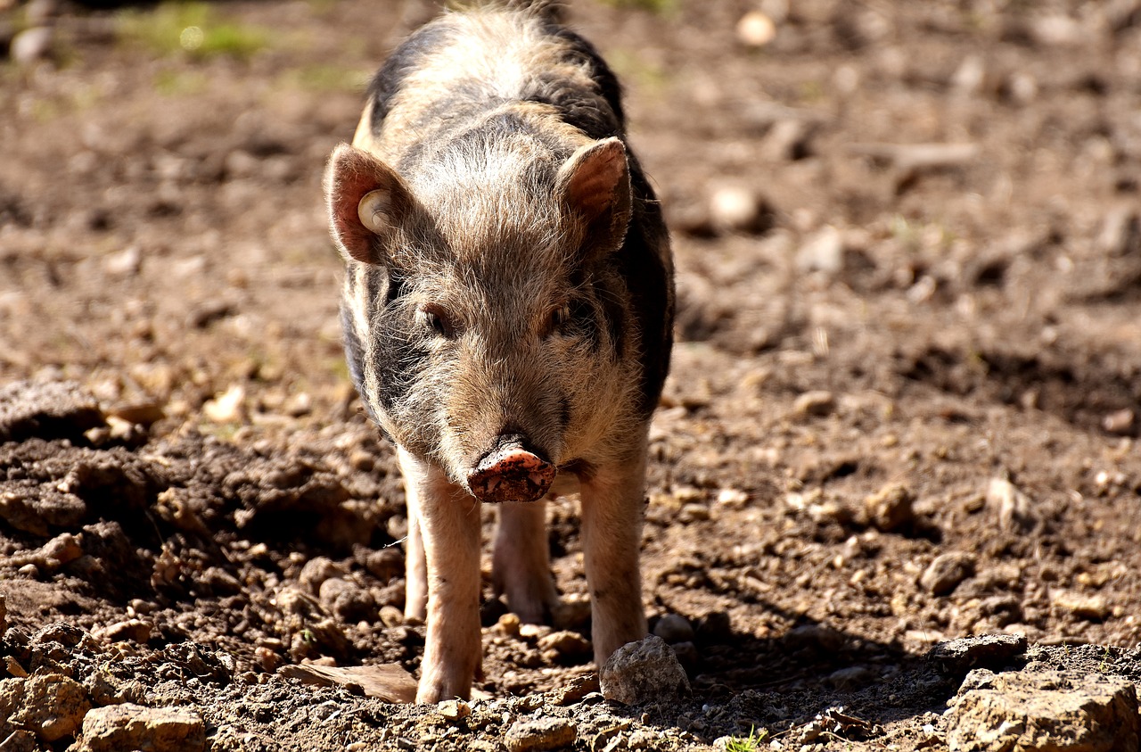 Image - miniature pig pig animal piglet