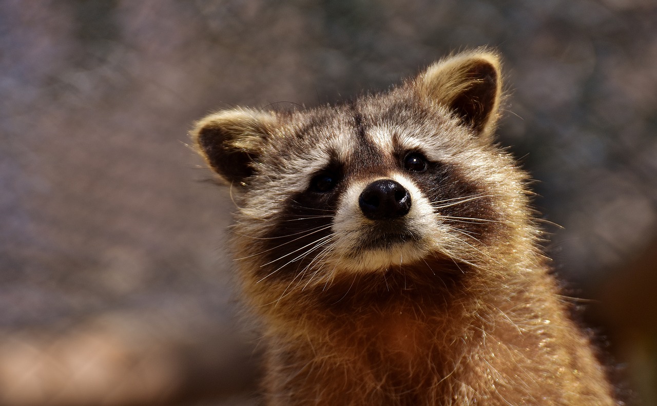 Image - raccoon wild animal furry mammal