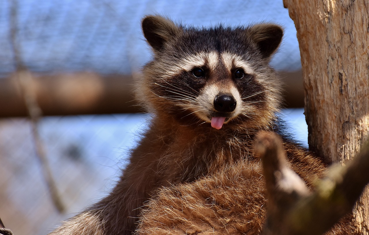 Image - raccoon wild animal furry mammal