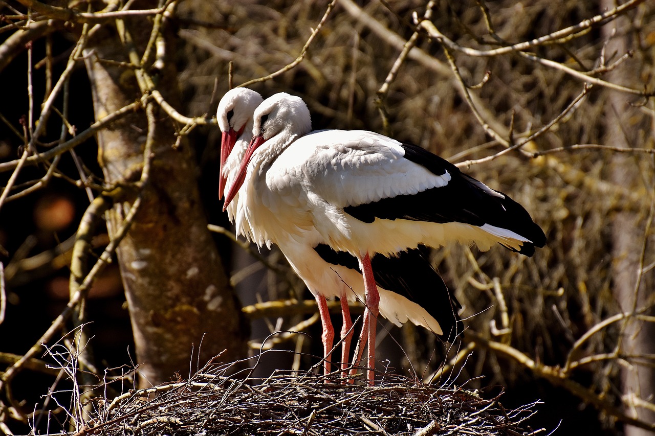 Image - storks nest building pair birds