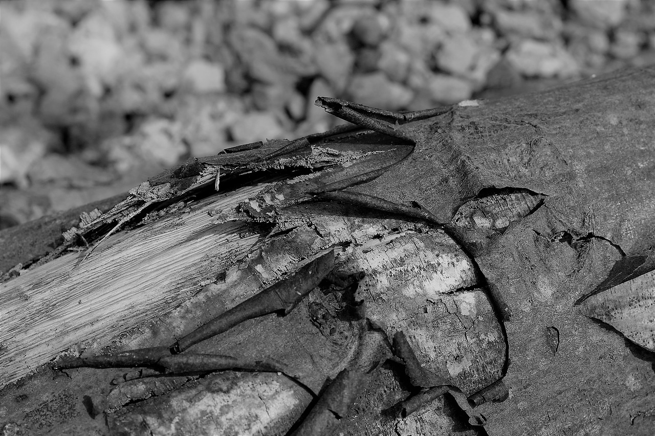 Image - bark log wood black and white