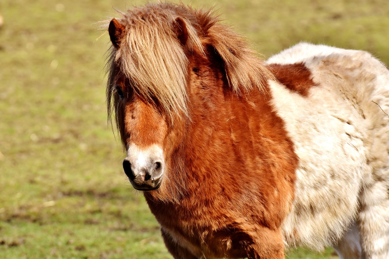 Image - pony brown white horse animal