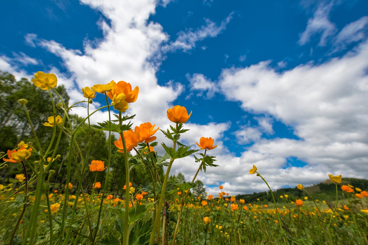 Image - spring flowers meadow ranunculaceae