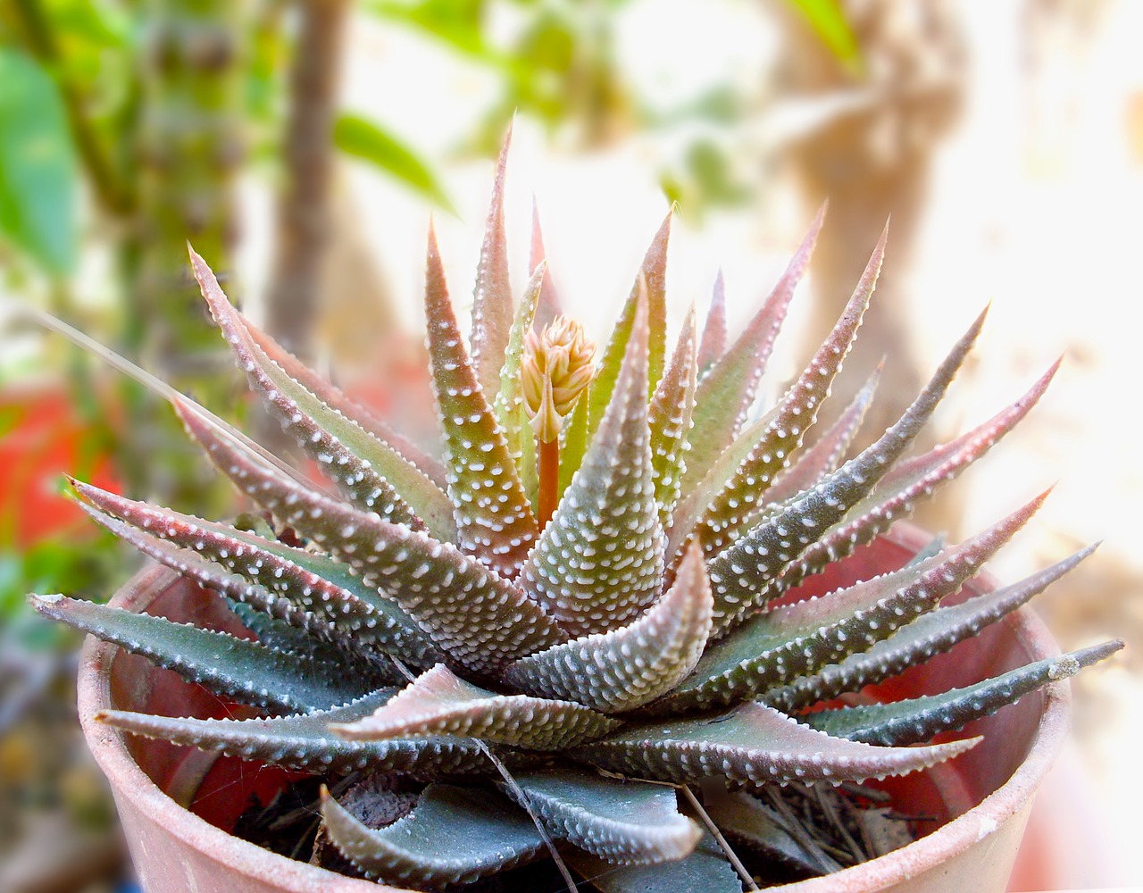 Image - succulent zebra succulent