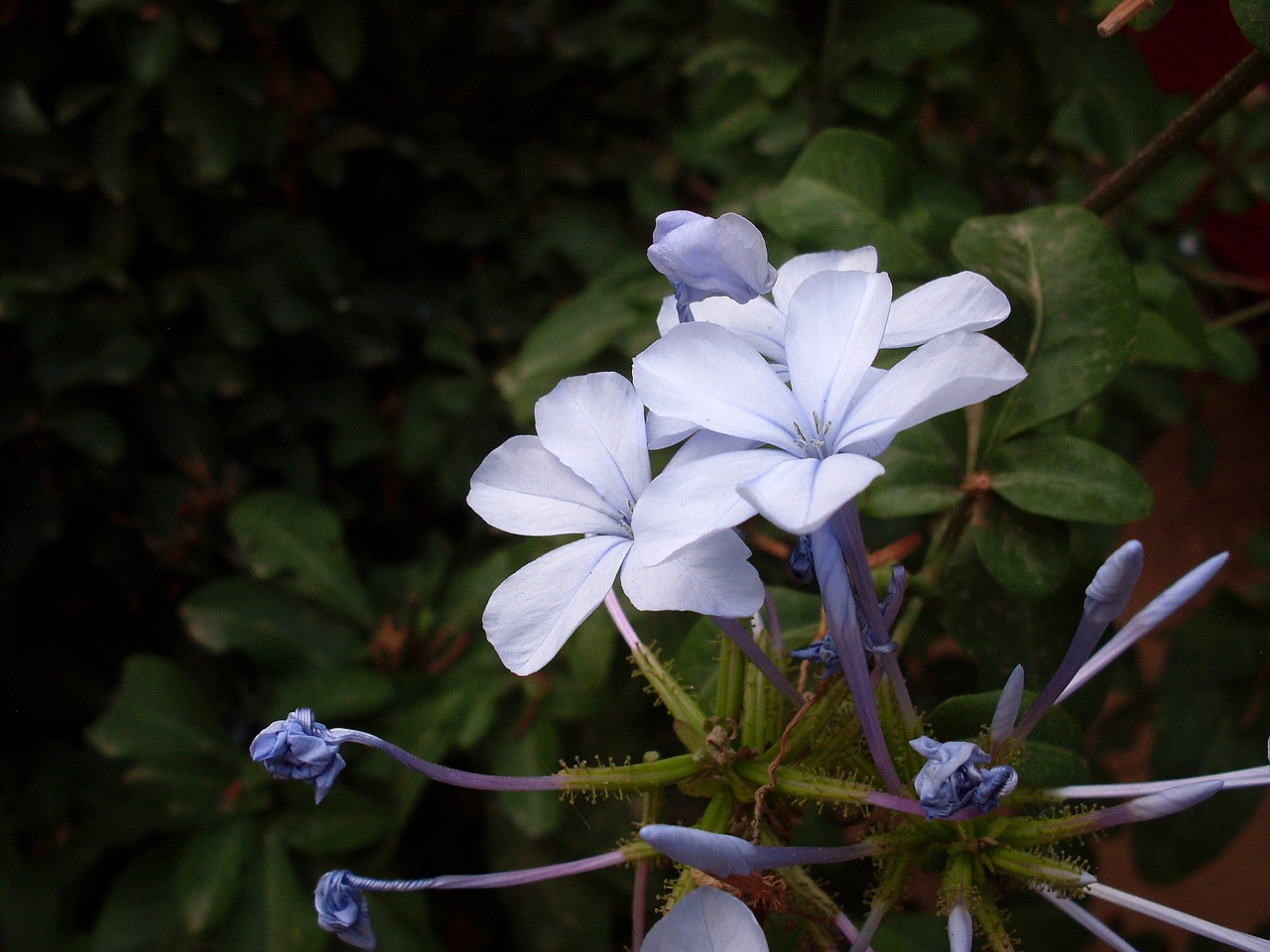 Image - blue flower flower lilac wild flower