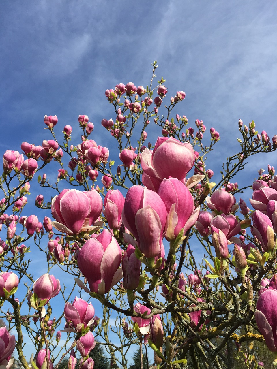 Image - magnolia magnolia blossom bloom