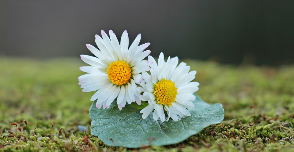 Image - daisy wild flowers flowers leaf