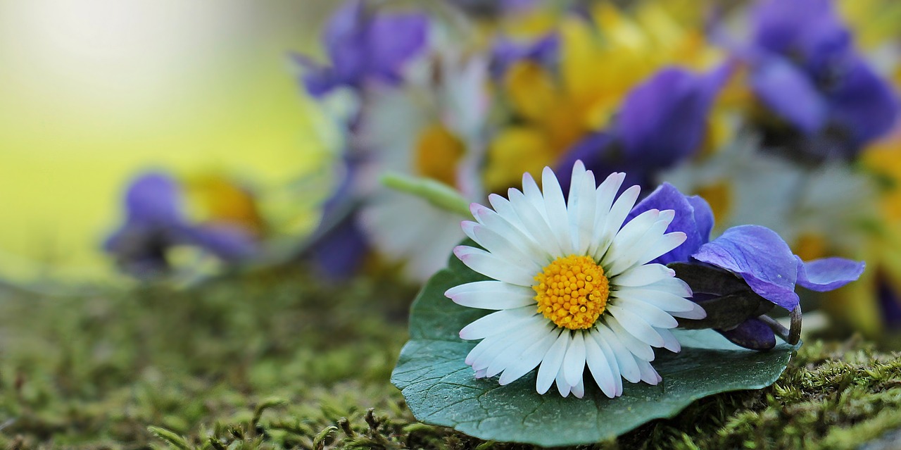 Image - wildflowers wild flowers daisy