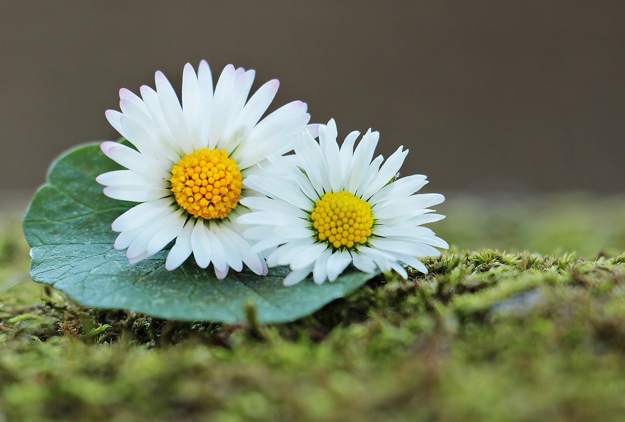 Image - daisy wildflowers green spring