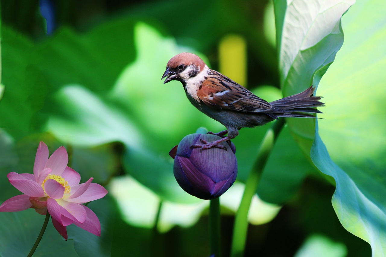 Image - sparrow lotus solitary birds flowers