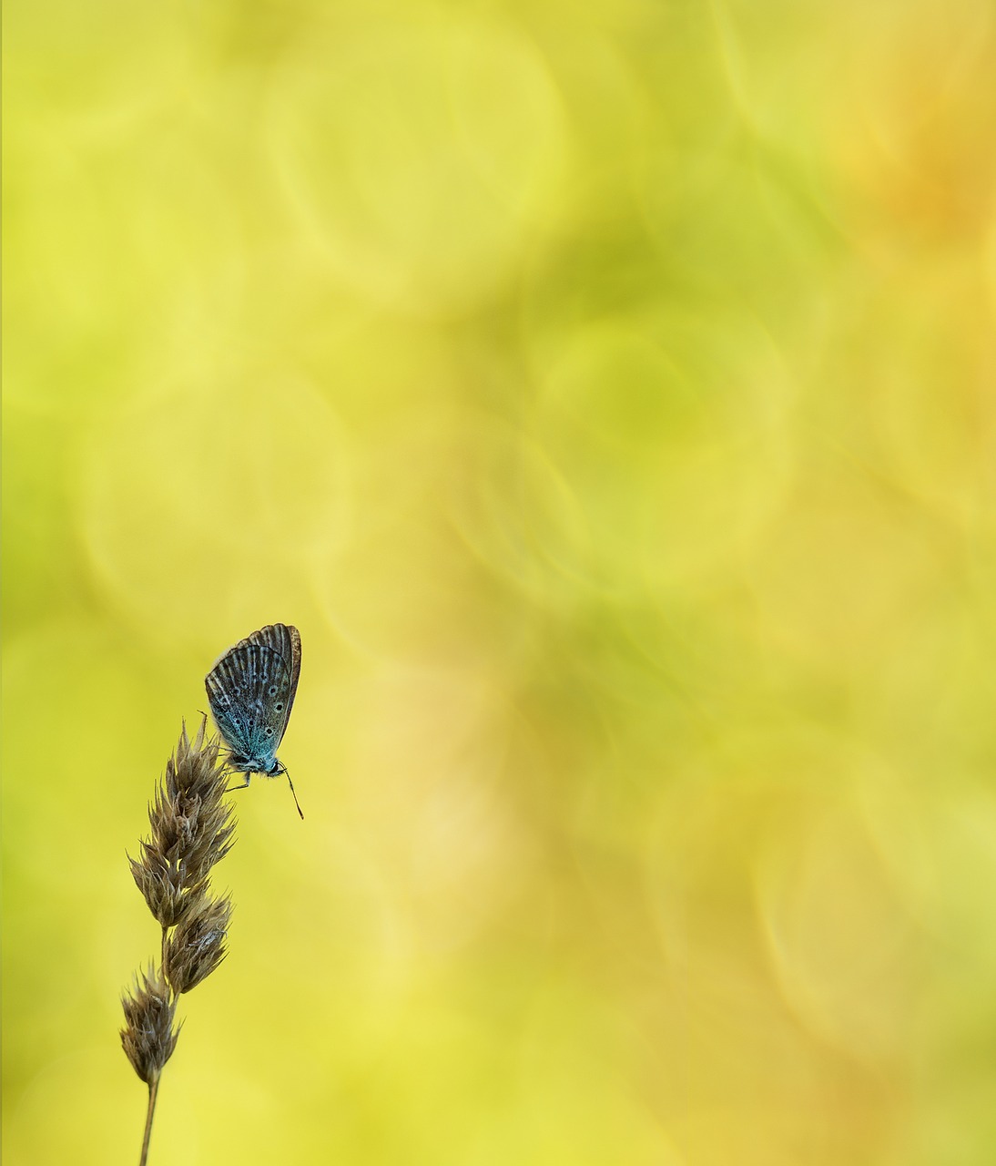 Image - common blue butterfly