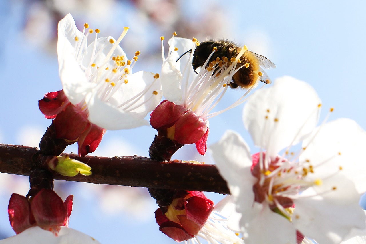 Image - apricot flower nature spring