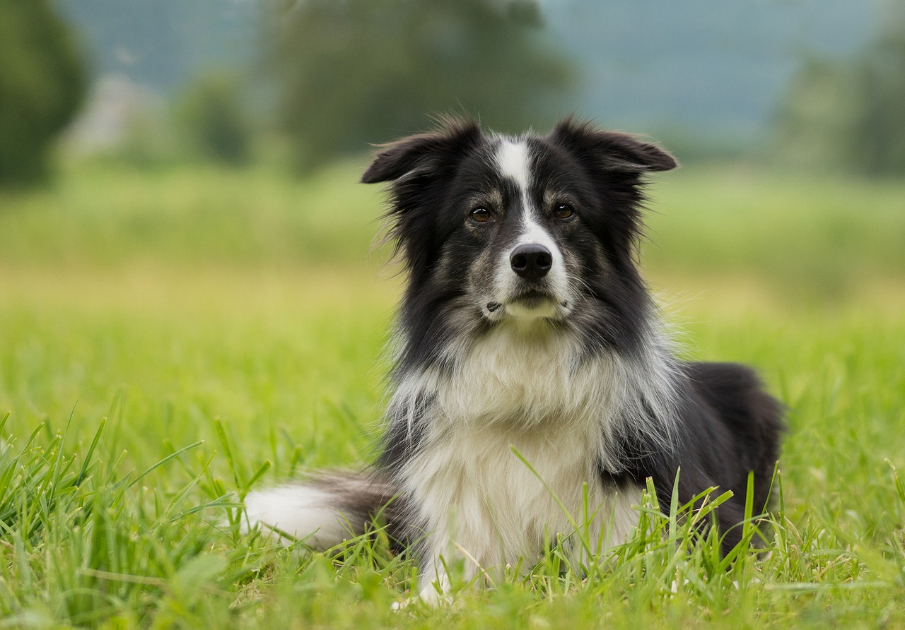Image - border collie dog collie