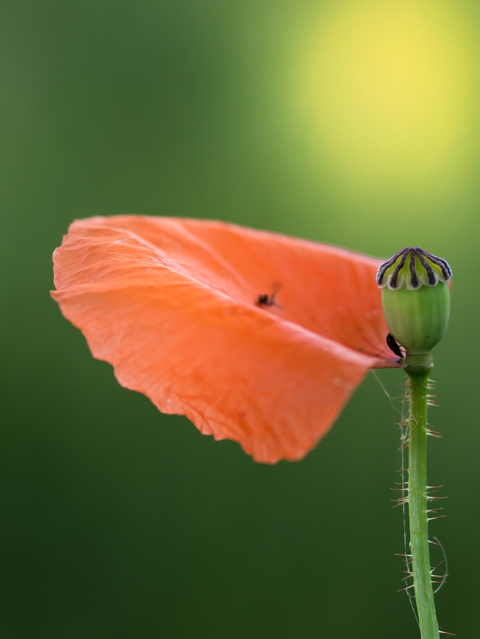 Image - poppy petal boll nature close