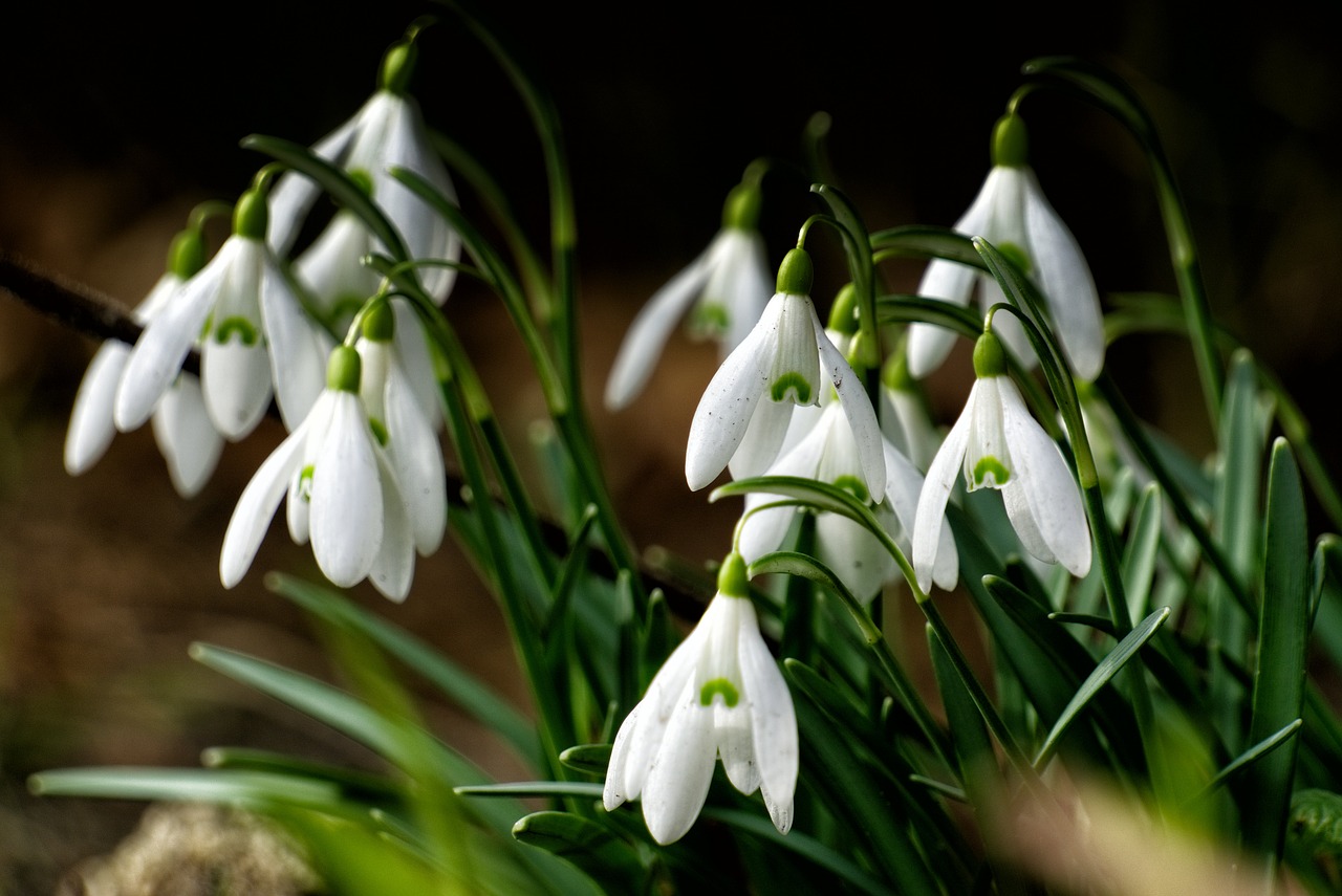 Image - snowdrop green spring flower close