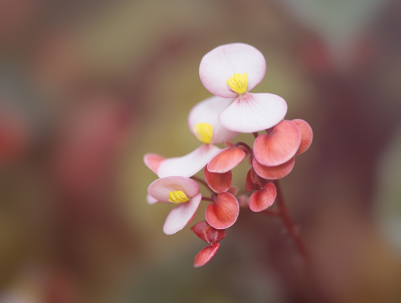 Image - begonia houseplant ornamental plant