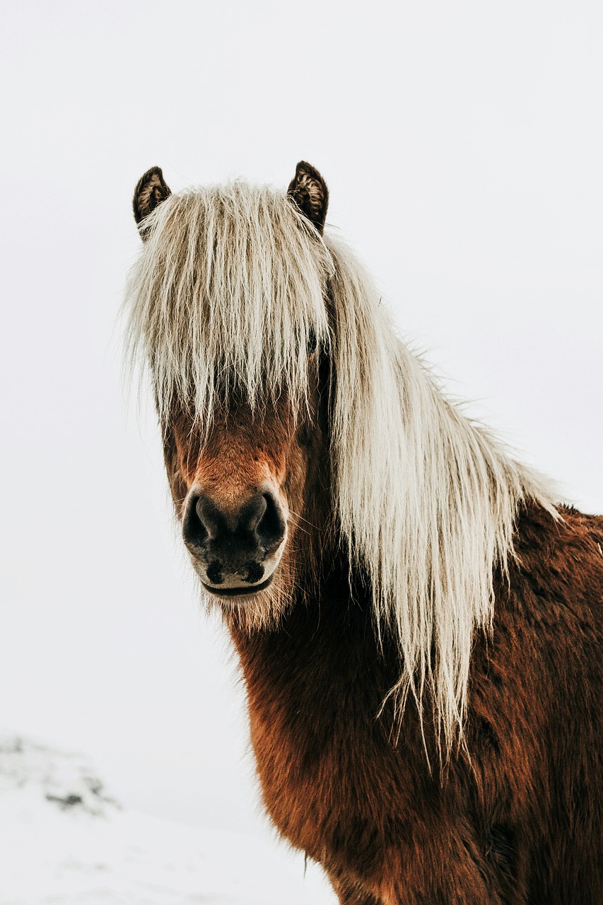 Image - horse wild iceland landscape