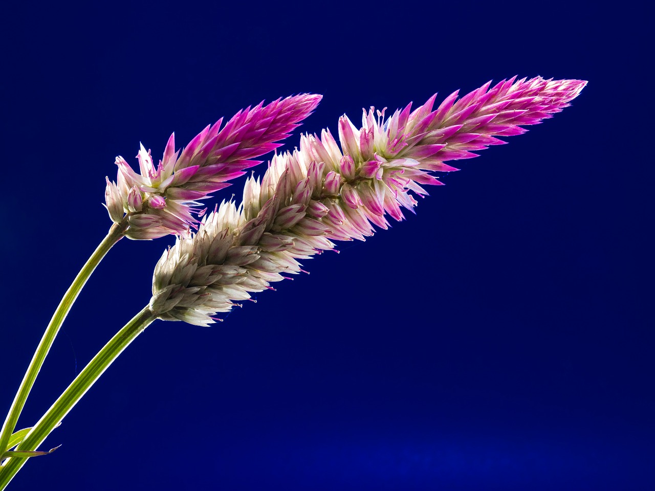 Image - blossom bloom flower wild flower