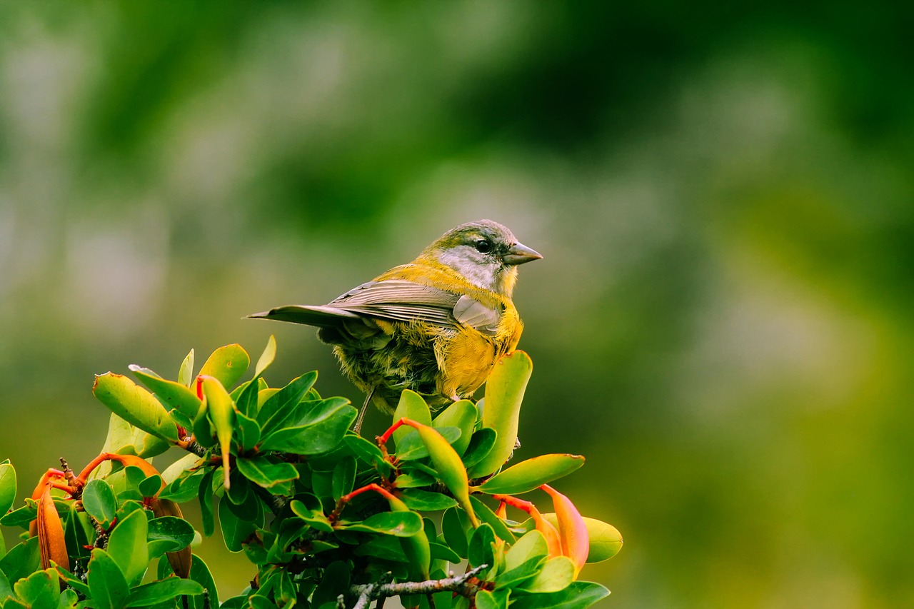 Image - bird wildlife bush twig cute