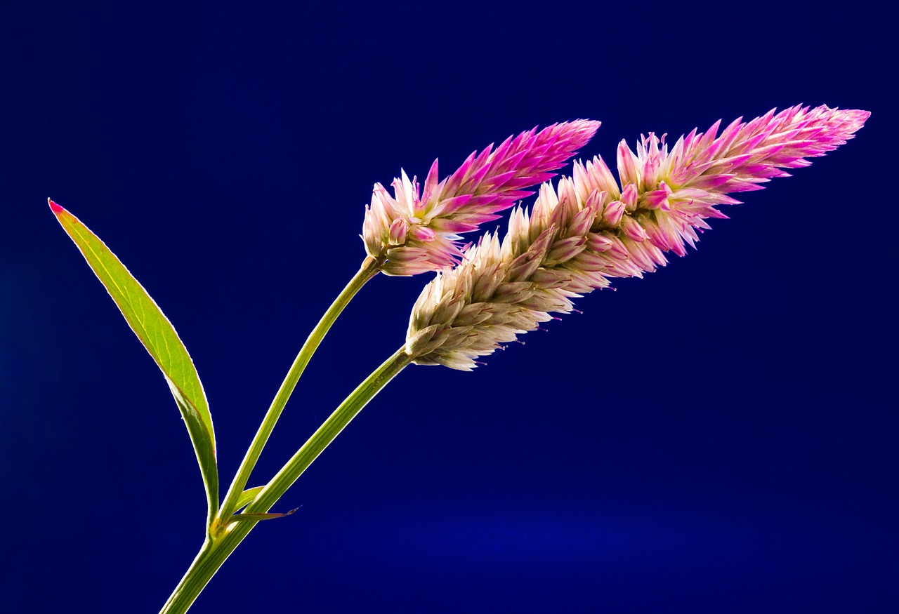 Image - blossom bloom flower wild flower