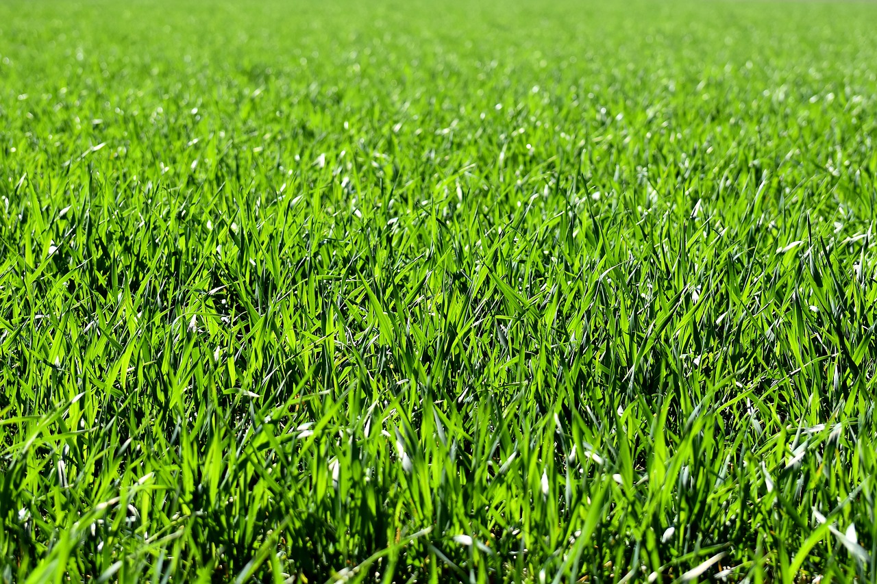 Image - meadow field green nature grass