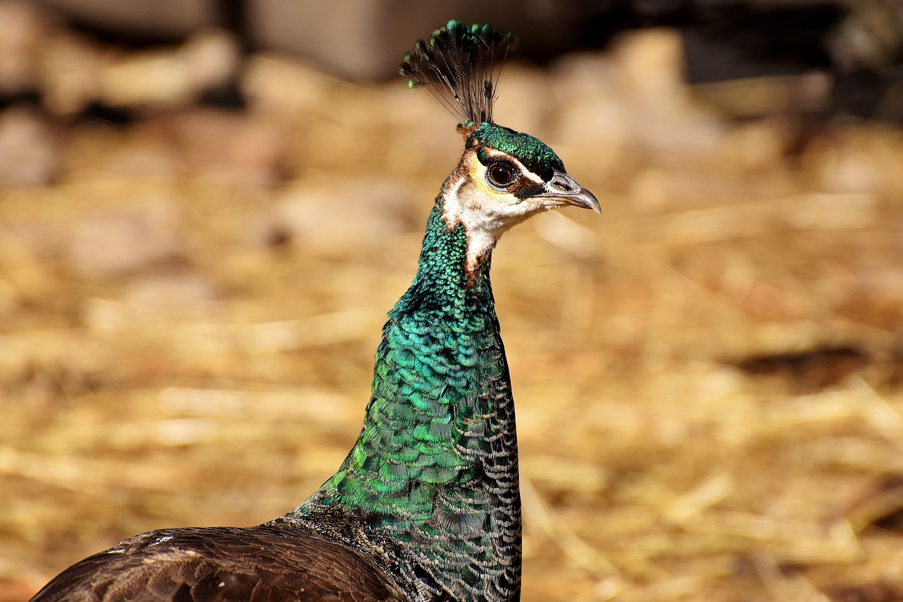 Image - peacock female pride bird animal