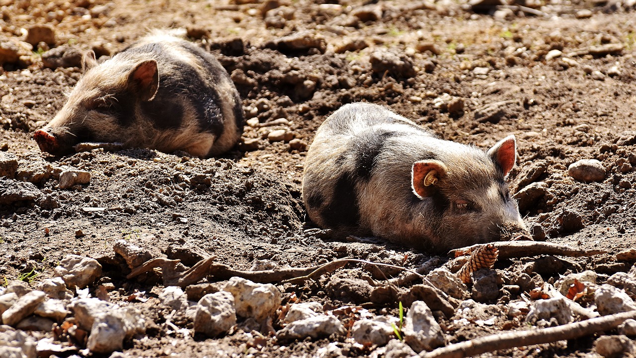 Image - mini pigs pigs sleep enjoy the sun