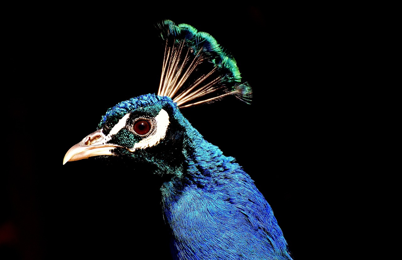 Image - peacock pride bird animal feather