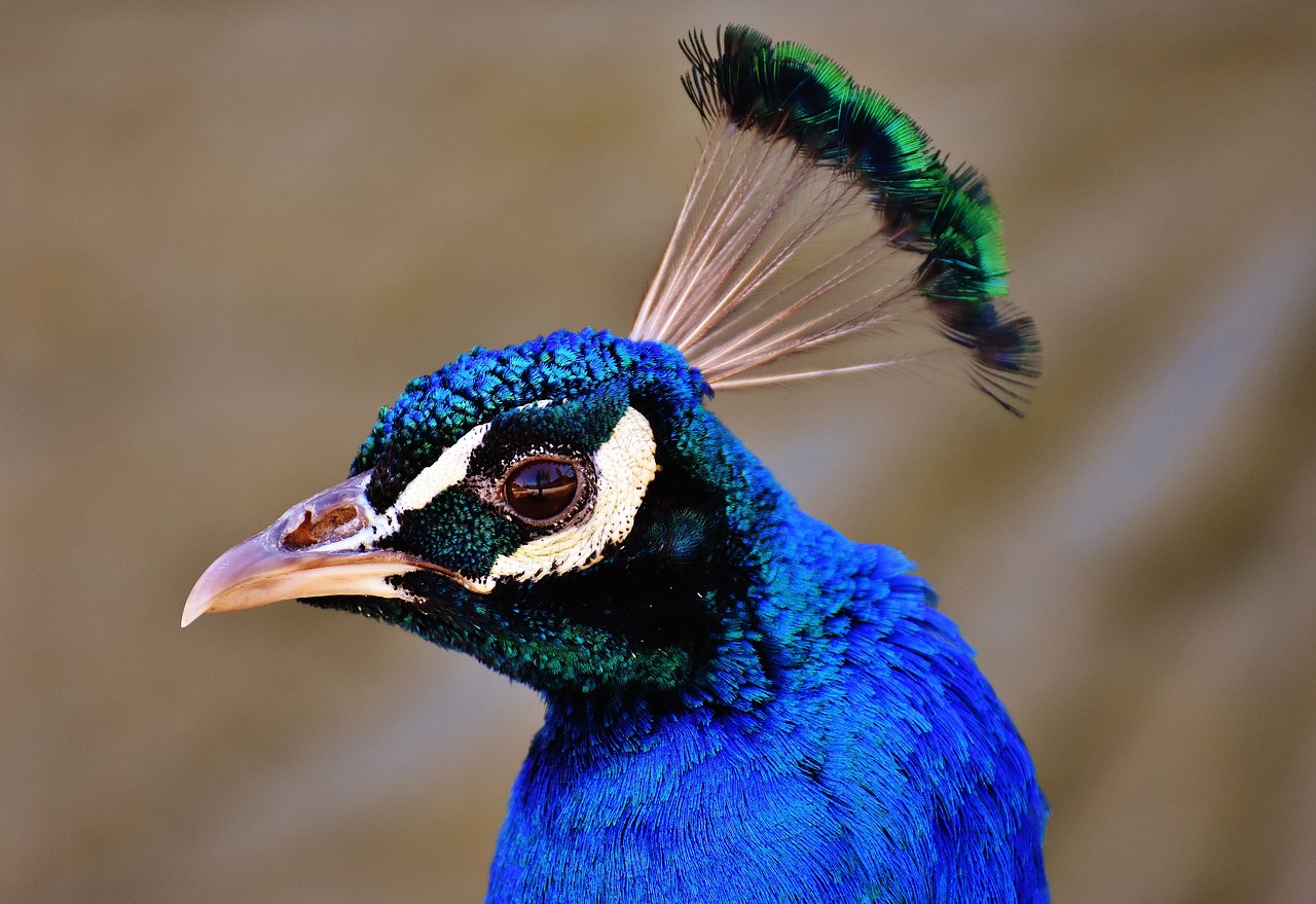 Image - peacock pride bird animal feather