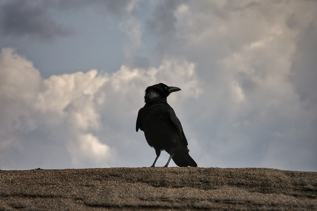 Image - animal sky cloud beach crow