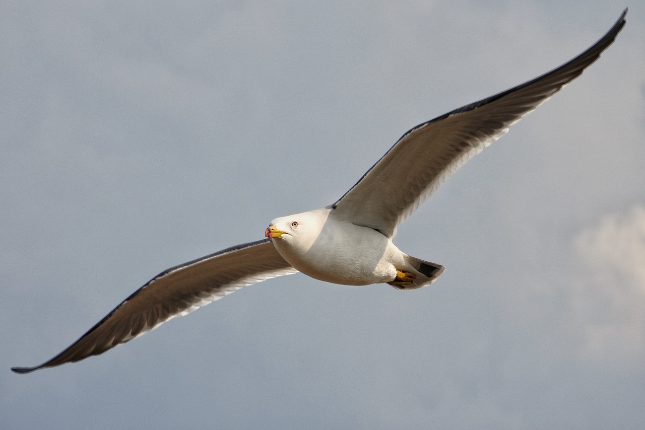 Image - animal sky cloud sea gull seagull