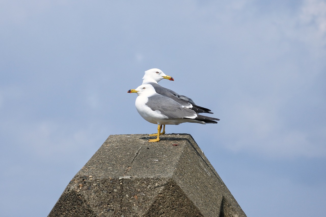 Image - animal sky cloud beach sea gull