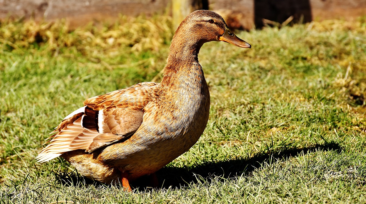 Image - duck water bird mallard duck bird