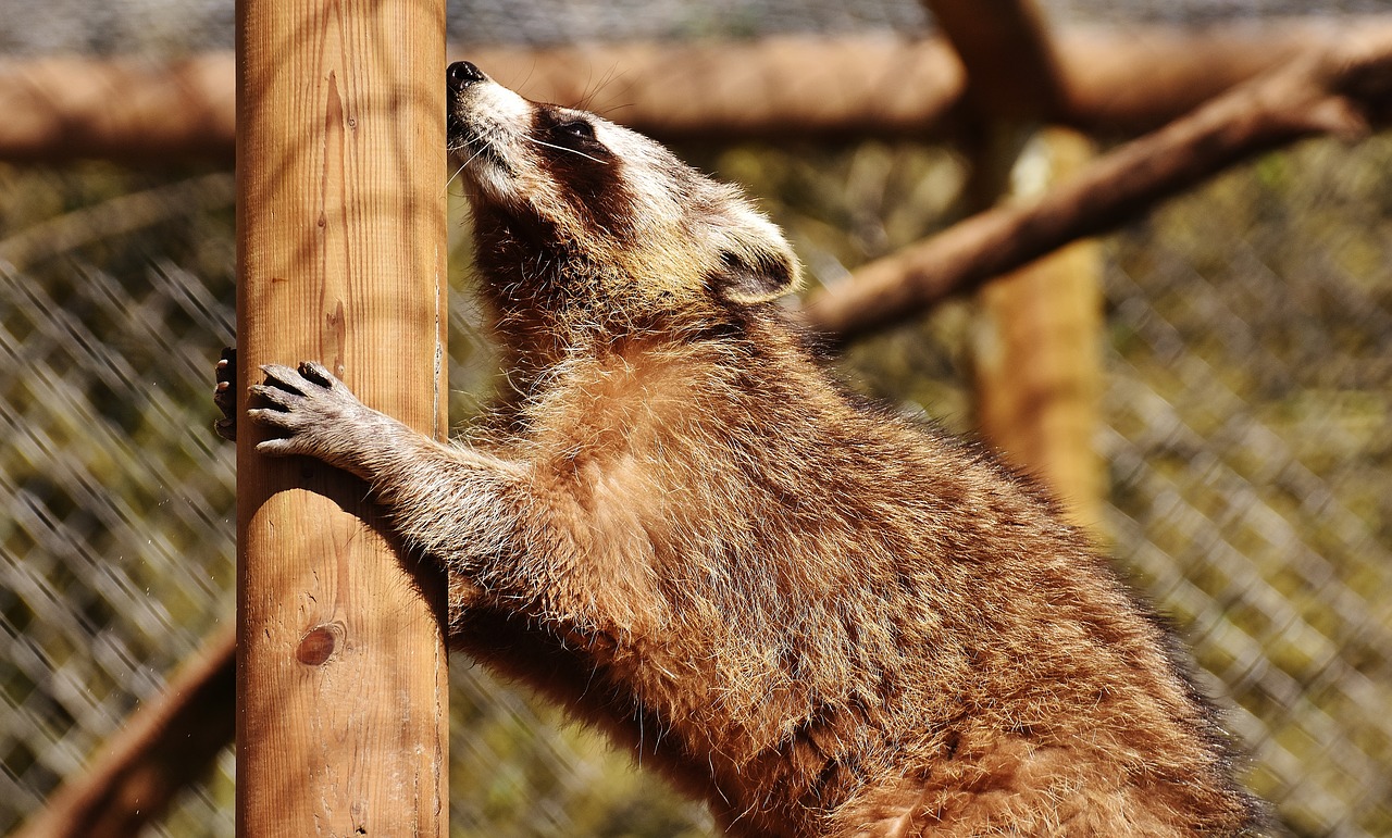 Image - raccoon wild animal furry mammal