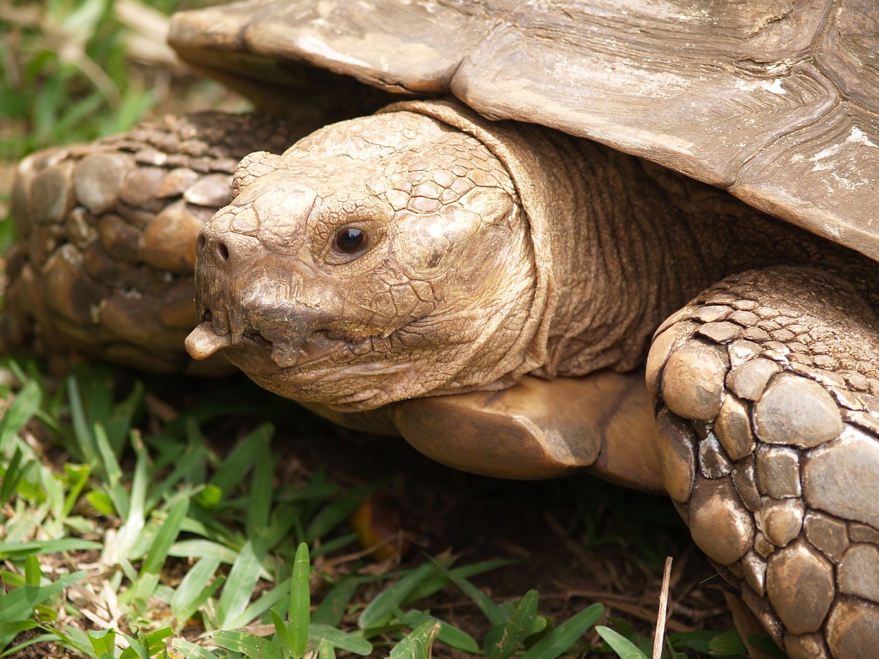 Image - turtle carapace tortie animals